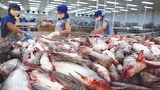 Gặp khó tại Mỹ và TQ, giá cá tra lao dốc, lỗ 5.000-6.000 đồng mỗi kg