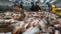 Bàn giải pháp thúc đẩy sản xuất, xuất khẩu cá tra 