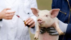 Nội tạng heo sẽ là vị cứu tinh cho nhiều bệnh nhân trong tương lai?