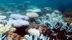 Rạn san hô Great Barrier tại Australia, ngày 19/4/2018. (Ảnh: AFP/TTXVN)