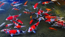 Cá Koi được xem là một biểu tượng cho ước vọng, lòng kiên trì và sức mạnh. (ảnh Internet).