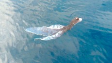  Bạch tuộc chăn xuất hiện ở Phú Quý do ngư dân ghi nhận được.