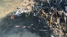 Theo dòng nước, dầu thải vẫn tiếp tục đổ vào hồ Đồng Bài - Nguồn cấp nước cho nhà máy nước sạch Sông Đà. (Ảnh: PV/Vietnam+)