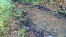 Ven bờ suối Khại, vết dầu thải bám vào khiến cỏ cháy xém.