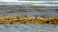 Nước biển có màu xám đen, nổi bọt vàng. (Ảnh: Phước Ngọc/TTXVN)
