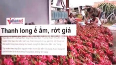 Nông sản ứ đọng, rớt giá mạnh.