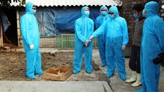 Cơ quan chuyên môn điều tra nguồn nhiễm vi-rút cúm A/H5N6 trên đàn gia cầm ở xã Tân Khang, huyện Nông Cống (Thanh Hóa).