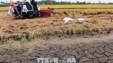 Dự báo trong 10 ngày tới tình trạng xâm mặn ở đồng bằng sông Cửu Long trở nên gay gắt hơn. Ảnh minh họa: Duy Khương/TTXVN.