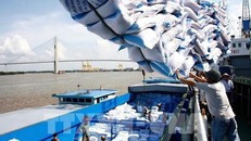Tạm dừng ký hợp đồng xuất khẩu gạo mới. Ảnh: TTXVN