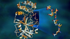 Dữ liệu X-quang chồng chéo của protease trong SARS-CoV-2 cho thấy sự khác biệt về cấu trúc giữa protein ở nhiệt độ phòng (màu cam) và cấu trúc đông lạnh (màu trắng). Ảnh: Phòng thí nghiệm quốc gia Oak Ridge và Argonne (thuộc Bộ Năng lượng Mỹ).