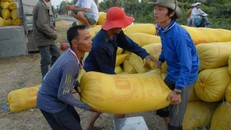 Lúa gạo tiếp tục giữ được đà tăng trưởng về xuất khẩu từ đầu năm 2020 đến nay, bất chấp những khó khăn do ảnh hưởng của dịch bệnh Covid-19.