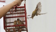 Trong Đại Phật, bản chất của phóng sinh là một việc làm xuất phát từ lòng từ bi.