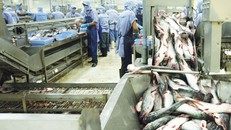 Dây chuyền sản xuất tại Công ty cổ phần Xuất nhập khẩu thủy sản Cần Thơ. 