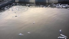 Cá chết nổi trắng tại các lồng nuôi sau khi hồ thủy điện Hòa Bình xả lũ. (Ảnh: Báo Phú Thọ)