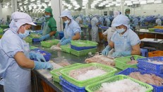 Dự báo xuất khẩu cá tra sang EU năm 2020 đạt hơn 174 triệu USD, giảm 26% so với năm 2019.