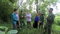 Việt Nam được hưởng lợi ích 'kép' của việc chuyển nhượng lượng giảm phát thải từ rừng