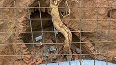 Ngôi mộ cổ có niên đại khoảng 2000 năm được phát hiện ở độ sâu 1,5m dưới lòng đất.