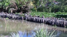 Xâm nhập mặn mùa khô năm 2021 không nghiêm trọng như năm 2020