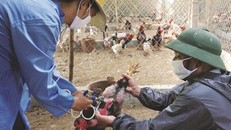 Cần cảnh giác và tiếp tục thực hiện các biện pháp bảo vệ để phòng chống bệnh cúm gia cầm. (Ảnh minh hoạ)