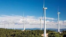 Vietracimex xin chặt rừng xây nhà máy điện gió!