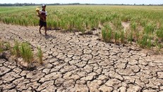 Quảng Nam đối diện tình trạng khô hạn và nhiễm mặn trên diện rộng