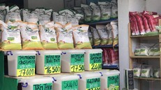 Ngân hàng Nhà nước: Doanh nghiệp lúa gạo vay không cần đảm bảo 