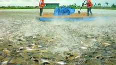 Cá tra đối diện nguy cơ đổ vỡ chuỗi sản xuất và cung ứng