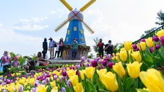 Rực rỡ sắc hoa, ấn tượng triển lãm Phật giáo, Núi Bà Tây Ninh bội thu khách Tết Nhâm Dần