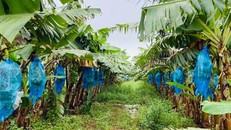 Nông trại chuối của Tập đoàn HAGL tại tỉnh Gia Lai