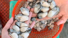 DNXK hải sản tươi sống 'khốn khổ' vì không vi phạm vẫn bị đưa vào luồng đỏ