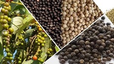 Hoa Kỳ và Trung Quốc là hai thị trường xuất khẩu hồ tiêu lớn nhất của Việt Nam.