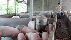 Mô hình chăn nuôi heo cụt đuôi của anh Trương Văn Dũng (Nghĩa Minh, Nghĩa Đàn) phát triển hiệu quả; mỗi năm thu lãi gần 200 triệu đồng. 