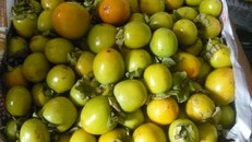 Các loại hồng giòn đặc sản của Cao Bằng, Đà Lạt, Yên Bái được rao bán tràn lan trên mạng xã hội 