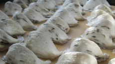 Theo tin từ Chi cục Hải quan sân bay quốc tế Tân Sơn Nhất, đơn vị đang phối hợp với cơ quan chức năng mở rộng điều tra vụ nhập lậu tổ yến qua đường hàng không. 