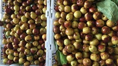 Táo tàu tươi được quảng cáo như "thần dược". 