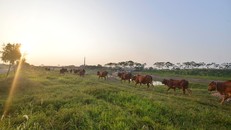 Dự án khu sinh thái Cẩm Đình - Hiệp Thuận (huyện Phúc Thọ, Hà Nội) được UBND tỉnh Hà Tây (cũ) phê duyệt từ năm 2007 trên diện tích 47 ha, cung cấp đủ nhu cầu nhà ở cho gần 10.000 người. Tháng 6/2008, khi sáp nhập về Hà Nội, quy mô của dự án được điều chỉn