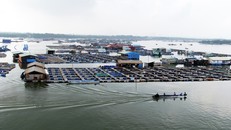 Làng cá bè xã Long Sơn, TP Vũng Tàu có hơn 200 hộ dân đăng ký nuôi thủy hải sản với hàng chục nghìn lồng, chủ yếu là nuôi cá bớp, chim, mú và hàu. Làng cá nằm trên sông Chà Và - con sông nằm phía hạ lưu của hệ thống sông Đồng Nai chảy ra vịnh Gành Rái trư