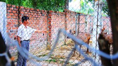 Đến giờ ăn, đàn hươu, nai quây quần bên ông Đào. Ảnh: Quy Nhơn