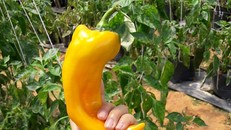 Những trái ớt chín có màu vàng, dài khoảng 30 cm được bán với giá 40.000 đồng/kg Ảnh: Di Linh. 