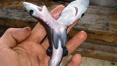 Phôi thai cá mập 2 đầu được tìm thấy ở Tây Ban Nha. Ảnh: National Geographic.