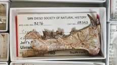 Hàm của loài thú răng kiếm cổ xưa nhất thế giới. Ảnh: Bảo tàng Lịch sử Tự nhiên San Diego.