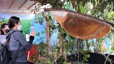 Tổ ong lớn nhất Việt Nam nặng 43 kg, dài 2,2m, rộng 1m, dự kiến thu hoạch khoảng 15 lít mật. Ảnh: TTXVN.
