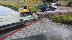 Hình ảnh cá chết nổi trên sông Oder. Ảnh: AFP