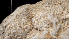 Hóa thạch san hô - Tấm lịch kỳ diệu của thiên nhiên