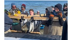 Phát hiện hộp sọ loài cá voi bí ẩn 12 triệu năm tuổi