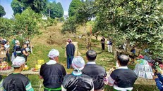 Lễ cúng tôn vinh cây chè Tổ.