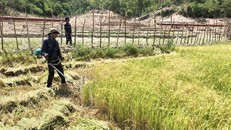 Vướng mắc trong thực hiện dự án 4 Chương trình mục tiêu quốc gia giảm nghèo