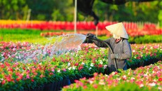 Tri ân tiền nhân và tôn vinh người trồng hoa, kiểng Sa Đéc