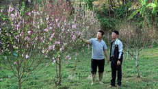 Du khách chọn mua đào ở xã Quảng Lạc, thành phố Lạng Sơn. 