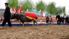 Nghi lễ Tịch điền - đường cày đầu Xuân tại Lễ hội Lồng Tông truyền thống của đồng bào dân tộc Tày. Ảnh: Quang Cường